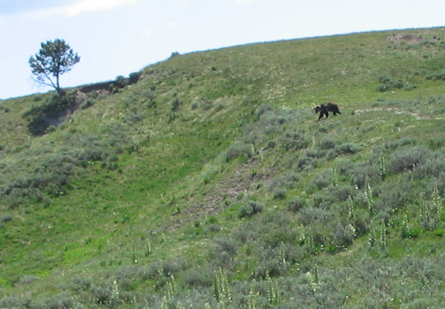 Grizzly bear - Haden Valley