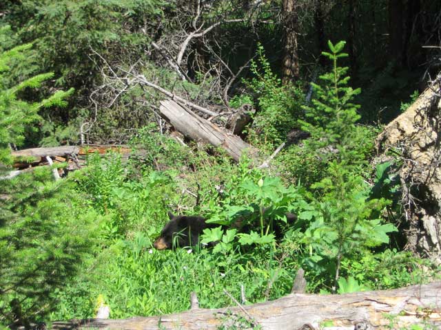 Black Bear in woods